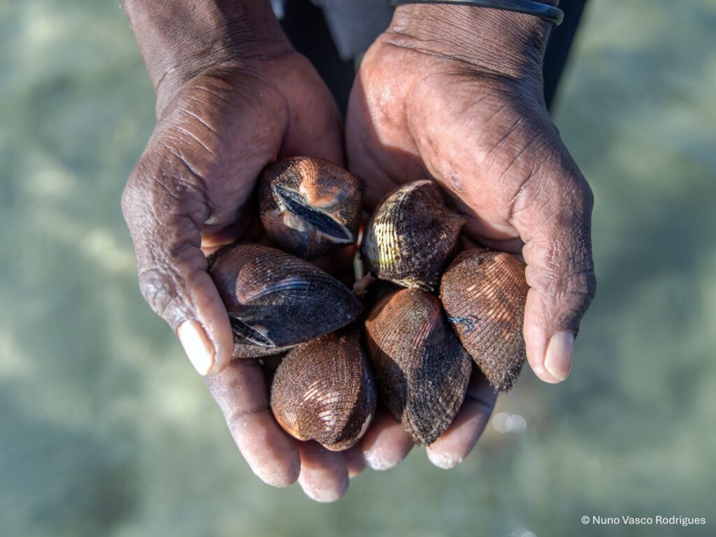 Clams, Mozambique