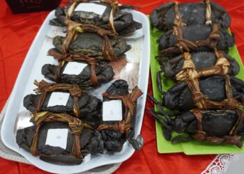 Animal_Indonesia_Crab workshop_OCG1_1127.JPG