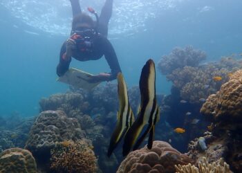 Diving_Papua New Guinea_Diver taking photo of fish during survey_OCG1 1027