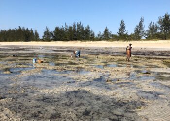 Local fisher folk on the shoreline, Mozambique