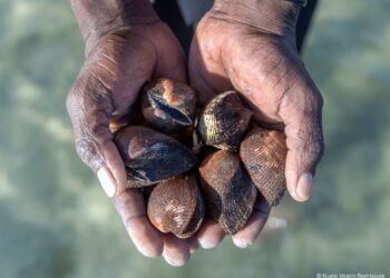 Clams, Mozambique