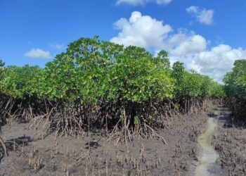 Mangroves, Mozambique