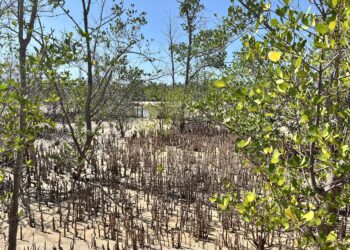 Mangrove protection in coastal Northern Tanzania