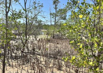 Mangrove_Tanzania_Mangroves 1_OCG1 1128