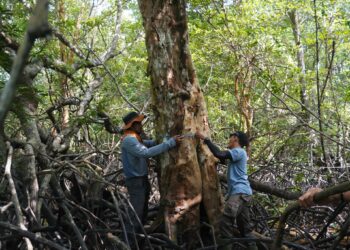 Mangroves_Indonesia__mangrove ecosystem measurement in Bolak Raya Village, Mandah District, Indragiri Hilir Regency_OCG1 1127