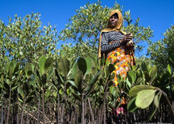 Woman amongst seedlings, Mozambique