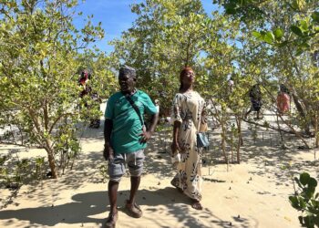 Community mangrove training participants