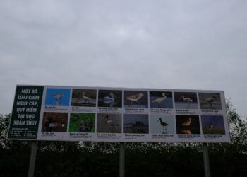 Project_Vienam_Bird species_OCG1 1164