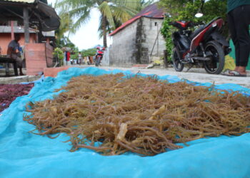 Seaweed processing, Osi Island, Indonesia