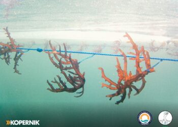 Seaweed crop, Osi Island, Indonesia