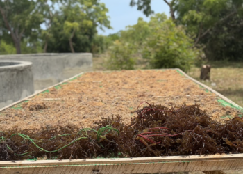 Seaweed_Tanzania_Seaweed drying table 2_OCG2_1018