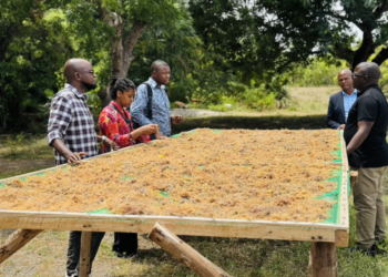 Seaweed_Tanzania_Seaweed drying table_OCG2_1018