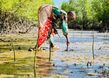 Women_Tanzania_Ms Mwanaarabu planting mangroves in Kondo Village, Zinga Ward, Bagamoyo_OCG2_1018.jpg